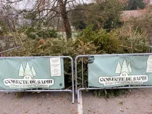 collecte sapins